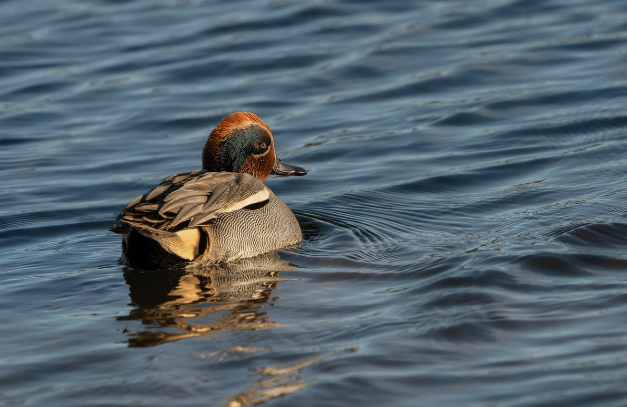 Sigma 300-600mm f/4 DG OS | Sports — Montura Sony E