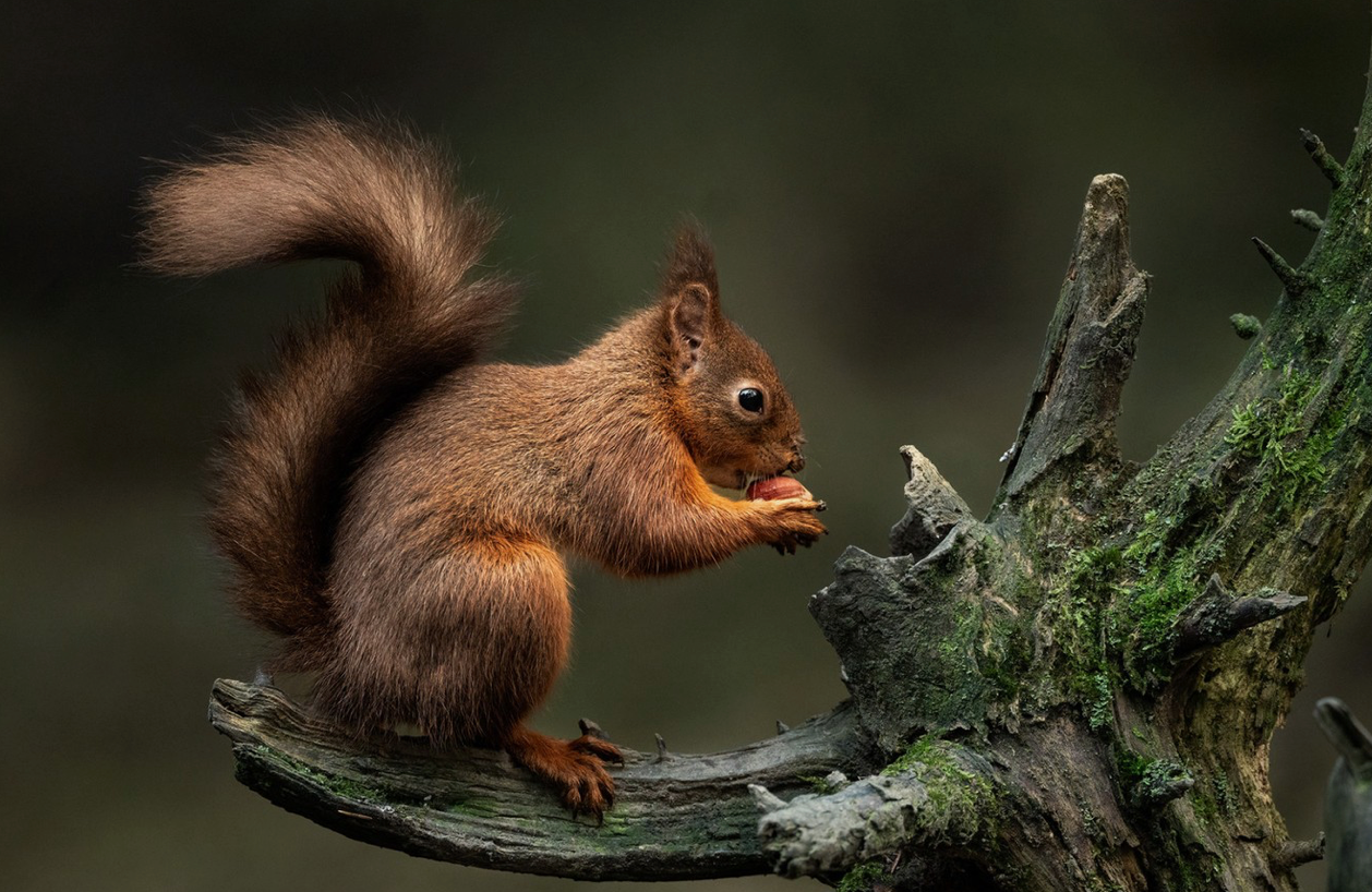 Sigma 300-600mm f/4 DG OS | Sports — Montura Sony E